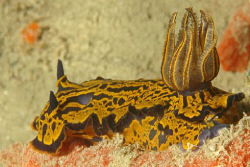 Nudibranch, Bermuda. by David Heidemann 